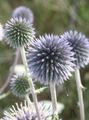   modrá Záhradné kvety Zemegule Bodliak / Echinops fotografie