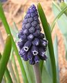 Photo Grape hyacinth description