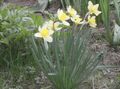   balts Dārza Ziedi Narcise / Narcissus Foto