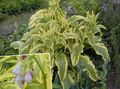   hellblau Gartenblumen Beinwell / Symphytum Foto