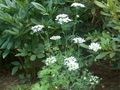   ホワイト 庭の花 ミノアレース、白いレースの花 / Orlaya フォト