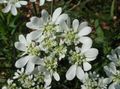 Foto Minoischen Spitze, Weiße Spitze-Blumen Beschreibung