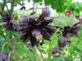   black Garden Flowers Columbine flabellata, European columbine / Aquilegia Photo