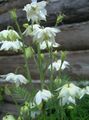   white Garden Flowers Columbine flabellata, European columbine / Aquilegia Photo