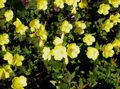   yellow Garden Flowers Evening primrose / Oenothera fruticosa Photo
