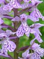 Photo Marsh Orchid, Spotted Orchid description