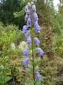   light blue Garden Flowers Monkshood / Aconitum Photo