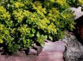   gelb Gartenblumen Mauerpfeffer / Sedum Foto