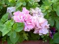   růžový Zahradní květiny Petúnie / Petunia fotografie