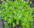 Photo Sweet Woodruff, Our Lady's Lace, Sweetscented Bedstraw description