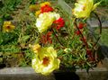Foto Sonnenpflanze, Portulaca Stieg Moos Beschreibung