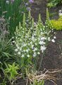   hvit Hage blomster Stjerne-Of-Bethlehem / Ornithogalum Bilde