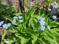 Photo Navelwort, Blue-Eyed-Mary, Rampante Forget-Me-Not la description