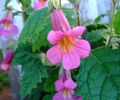   rosa Gartenblumen Chinesische Fingerhut / Rehmannia Foto