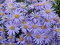   light blue Garden Flowers Ialian Aster / Amellus Photo