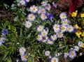   lilac Garden Flowers Ialian Aster / Amellus Photo