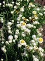   biely Záhradné kvety Okrídlený Večný / Ammobium alatum fotografie