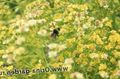   黄 庭の花 Solidaster フォト