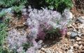   рожевий Садові Квіти Стахис / Stachys Фото