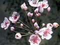   розов Градински цветове Цъфтежа Rush / Butomus снимка