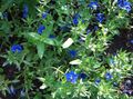   blue Garden Flowers Blue pimpernel / Anagallis Monellii Photo
