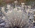   hvit Hage blomster Pearl Evig / Anaphalis Bilde