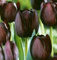   勃艮第 园林花卉 郁金香 / Tulipa 照