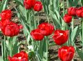   sarkans Dārza Ziedi Tulpe / Tulipa Foto