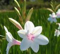 Foto Watsonia, Signalhorn Lilie Beschreibung