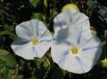 Photo Morning Glory, Blue Dawn Flower description