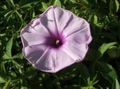   lilac Morning Glory, Blue Dawn Flower / Ipomoea Photo