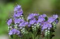 Photo Californian bluebell, Lacy Phacelia, Blue Curls, Caterpillar, Fiddleneck, Spider Flower, Wild Heliotrope description