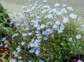 Foto Blaue Gänseblümchen, Blauen Marguerite Beschreibung