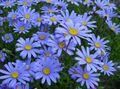   ღია ლურჯი ბაღის ყვავილები ლურჯი Daisy, ლურჯი Marguerite / Felicia amelloides სურათი