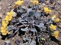   gelb Gartenblumen Rydberg Twinpod, Doppel Bladderpod / Physaria Foto