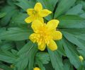   gul Double-Blomstret Gul Hvitveis, Smørblomst Anemone / Anemone ranunculoides Bilde