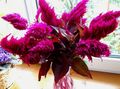   burgundy Garden Flowers Cockscomb, Plume Plant, Feathered Amaranth / Celosia Photo
