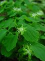  green Garden Flowers Rue anemone / Anemonella thalictroides Photo
