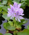 Photo Water hyacinth description