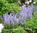   modrá Záhradné kvety Španielčina Bluebell, Drevo Hyacint / Endymion hispanicus, Hyacinthoides hispanica fotografie