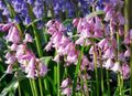 Photo Spanish Bluebell, Wood Hyacinth description
