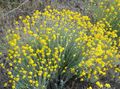 Photo Oregon Sunshine, Woolly Sunflower, Woolly Daisy description