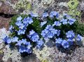   açık mavi Bahçe Çiçekleri Arktik Unutma Beni Değil, Alpin Unutmak-Me-Not / Eritrichium fotoğraf