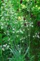   white Garden Flowers Elegant Camas, Mountain Death Camas / Zigadenus elegans, Anticlea elegans Photo