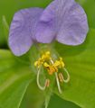 Photo Day Flower, Spiderwort, Widows Tears description