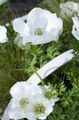 Photo Crown Windfower, Grecian Windflower, Poppy Anemone description