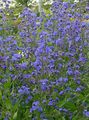   blue Garden Flowers Italian Bugloss, Italian Alkanet, Summer Forget-Me-Not / Anchusa Photo