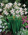 Photo Abyssinian Gladiolus, Peacock Orchid, Fragrant Gladiolus, Sword Lily description