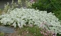   bianco I fiori da giardino Sandwort / Minuartia foto