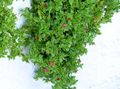   црвено Баштенске Цветови Беба Сунросе, Хеартлеаф Ице Плант / Aptenia фотографија